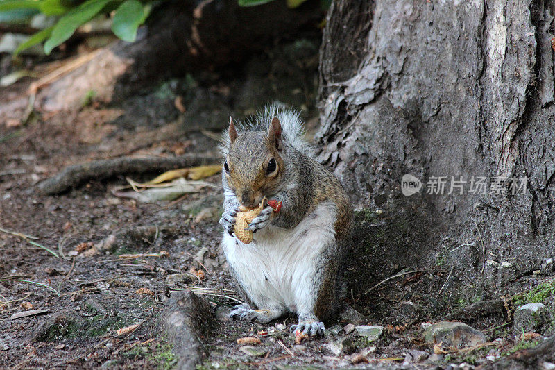 灰松鼠坐着吃花生的图片(Sciurus carolinensis)